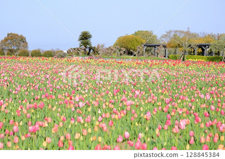 Tulip flowers bloomed 128845384