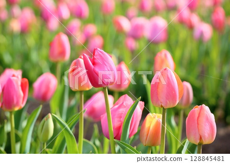 鬱金香花盛開 128845481