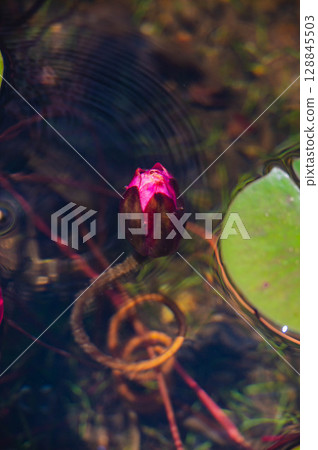 一朵睡蓮花蕾從水中冒出來 128845503