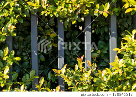 Green Foliage Intertwines With Gray Fence During 128845512
