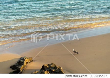 Seagull Standing on the Sandy Beach Near the Calm Seagull Standing on the Sandy Beach Near the Calm 128845513