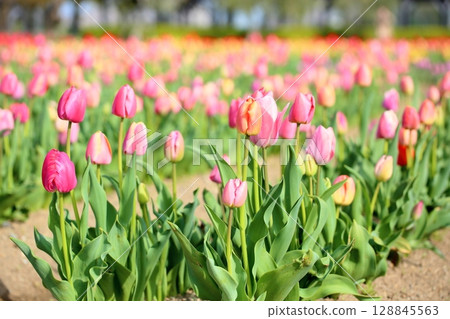 鬱金香花盛開 128845563