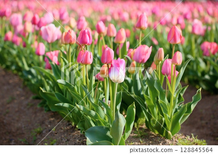 鬱金香花盛開 128845564