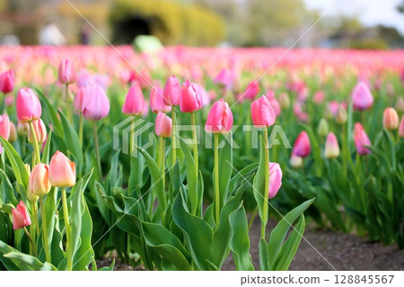 鬱金香花盛開 鬱金香花盛開 128845567