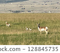 Pronghorn walking through the grassland 128845735