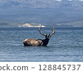 Ezo deer walking through the lake 128845737