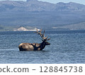 Lake and Ezo deer 128845738