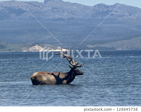 Lake and Ezo deer Lake and Ezo deer 128845738