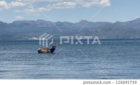 優雅地走過湖面的蝦夷鹿 128845739