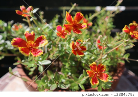 夏季馬齒莧花開得旺盛 夏季馬齒莧花開得旺盛 128845792