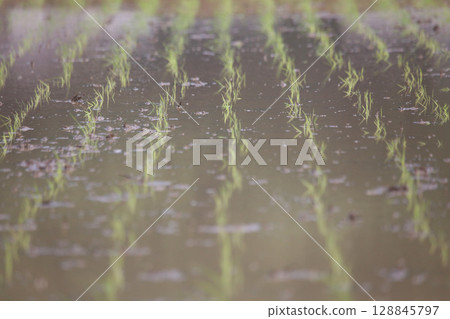 Seedlings of rice shaking in the wind Seedlings of rice shaking in the wind 128845797
