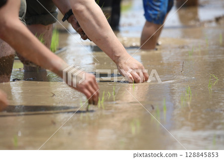 如何種植水稻 如何種植水稻 128845853