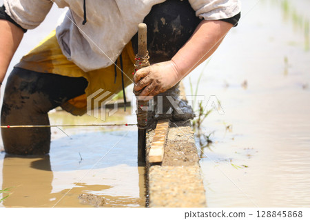 A woman planting rice A woman planting rice 128845868