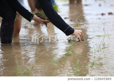 A woman planting rice A woman planting rice 128845869