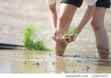 A woman planting rice 128845873