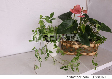 種植 種植 128846065