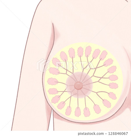 Breast structure: front view, easy-to-understand diagram Breast structure: front view, easy-to-understand diagram 128846067