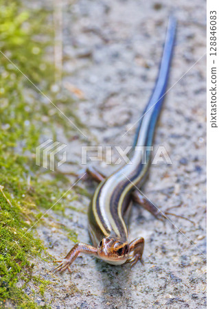 Juvenile Japanese grass lizard, vertical position Juvenile Japanese grass lizard, vertical position 128846083