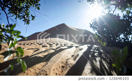 The long shadows of the trees on the beach bathed in strong sunlight accentuate the summer scenery. 128846103