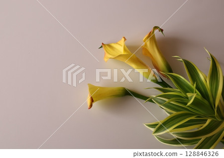 黃色花 黃色花 128846326