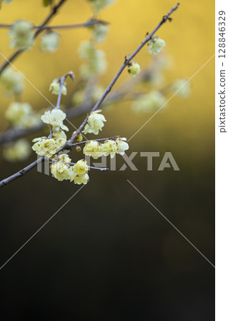 冬梅迎春 128846329