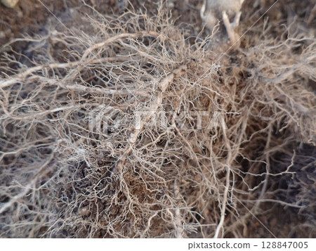 Plant roots 128847005