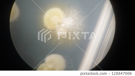 Mold and yeast colonies colliding with each other 128847006