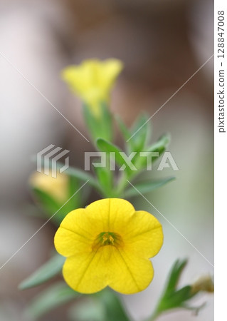 黃色的 Calibrachoa 花 128847008