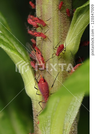 Living creatures, insects, Solidago altissima aphids, June. A swarm of winged and wingless aphids of various generations. 128847009
