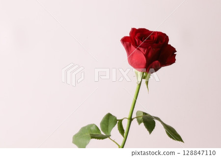 一朵玫瑰 一朵玫瑰 128847110