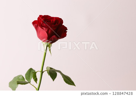 一朵玫瑰 128847428