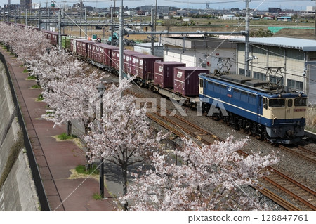 櫻花樹和EF65-2065牽引的貨運列車 128847761
