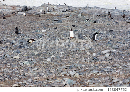 我在去南極洲的路上遇見的企鵝 128847762