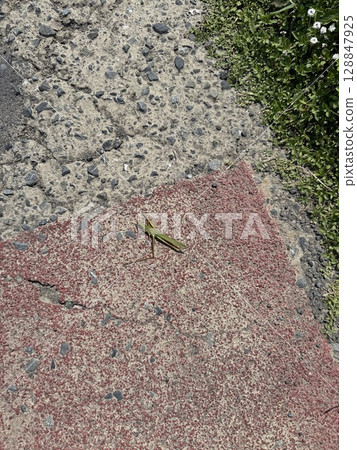 A grasshopper lying on the road A grasshopper lying on the road 128847925
