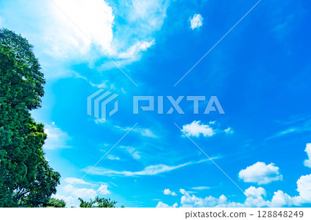 Blue sky, clouds and grove 128848249