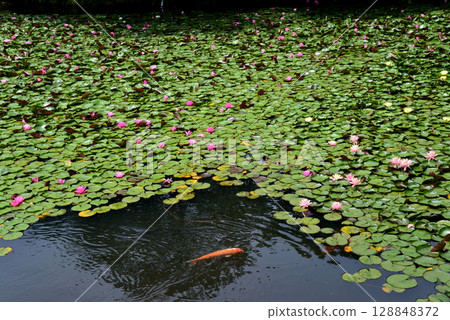 Snake's Nose 2025-6-21 #6 128848372