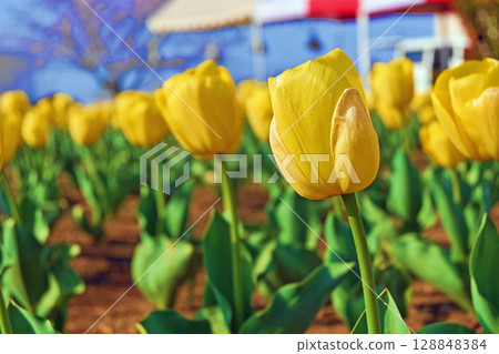 Rows of yellow tulips Rows of yellow tulips 128848384