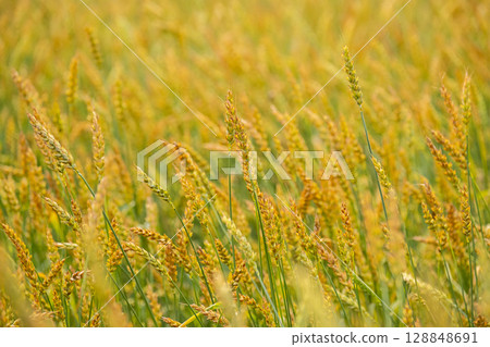 Close up of a golden wheat field. 128848691