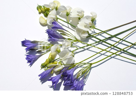 藍紫色的三葉草和白色的夏季香豌豆 128848753