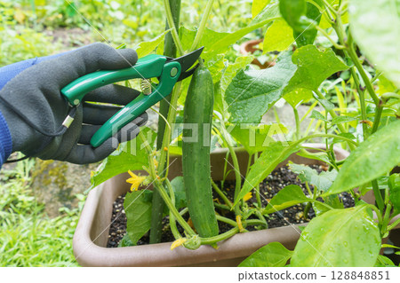 Cucumber harvest | Home garden image Cucumber harvest | Home garden image 128848851