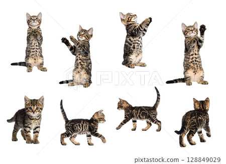 小貓的各種姿勢（透明背景） 128849029