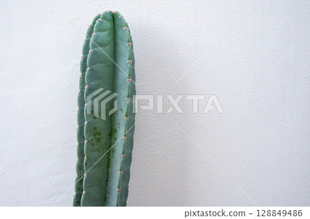 Part of a Cereus Jamacaru cactus growing isolated with white wall background. This columnar cactus is native to Brazil and can grow impressively tall in nature. 128849486