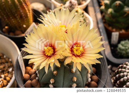 Astrophytum cactus with triple flowers blooming. Astrophytum is an easy-to-grow plant, best known for its more extravagant variants created in greenhouses. Astrophytum cactus with triple flowers blooming. Astrophytum is an easy-to-grow plant, best known for its more extravagant variants created in greenhouses. 128849535