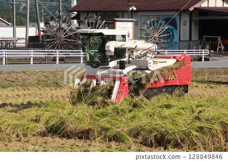 Rice harvest and rural scenery 128849846