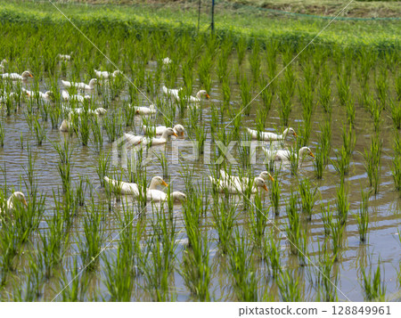 Scenery of a rice field where duck farming is practiced Scenery of a rice field where duck farming is practiced 128849961