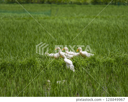 Scenery of a rice field where duck farming is practiced 128849967