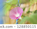 粉紅色的牽牛花 128850115