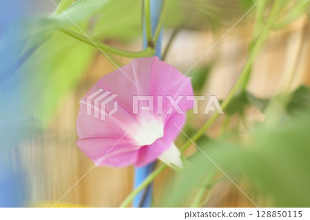 粉紅色的牽牛花 128850115
