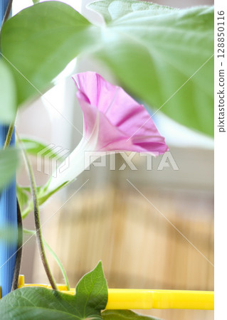 景觀粉紅牽牛花 128850116