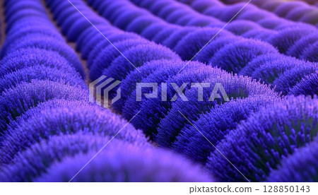 Lavender Field Rows: A Textured Purple Landscape with Soft Focus 128850143